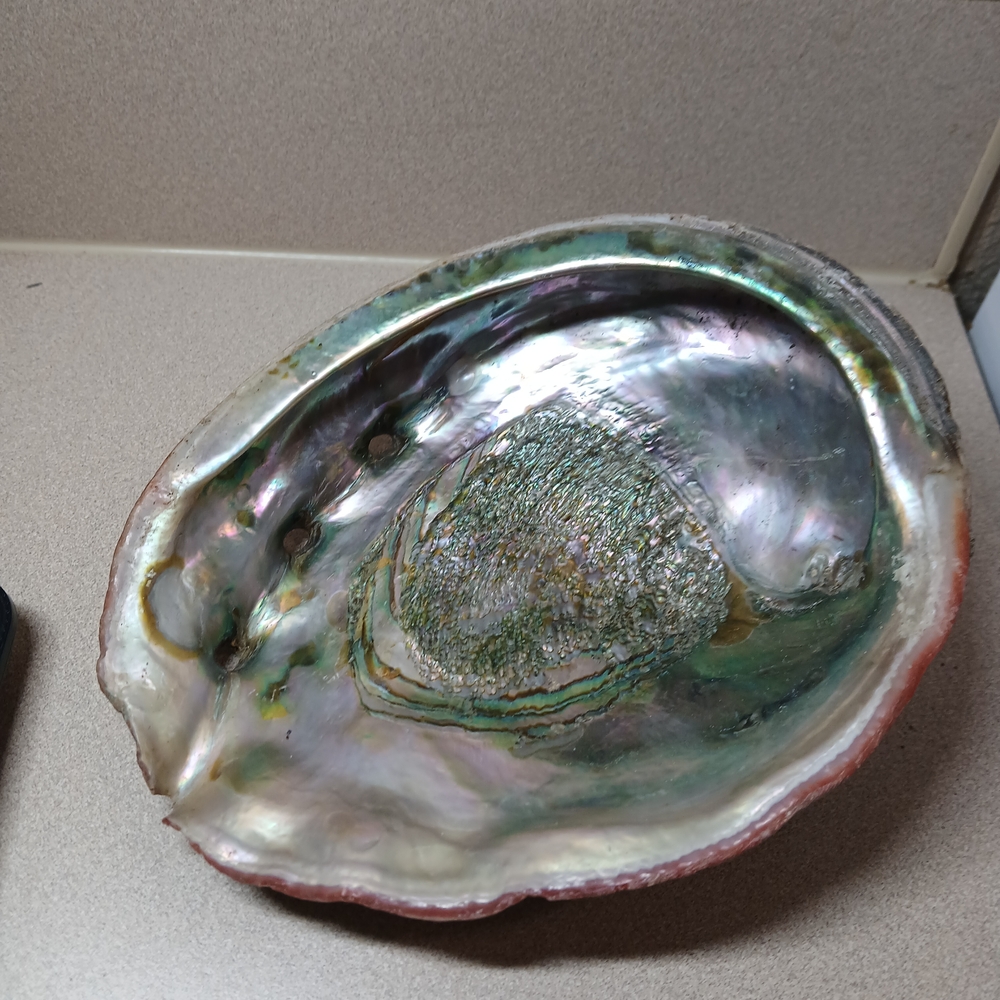 Iridescent Abalone Shell Home Accent Decor